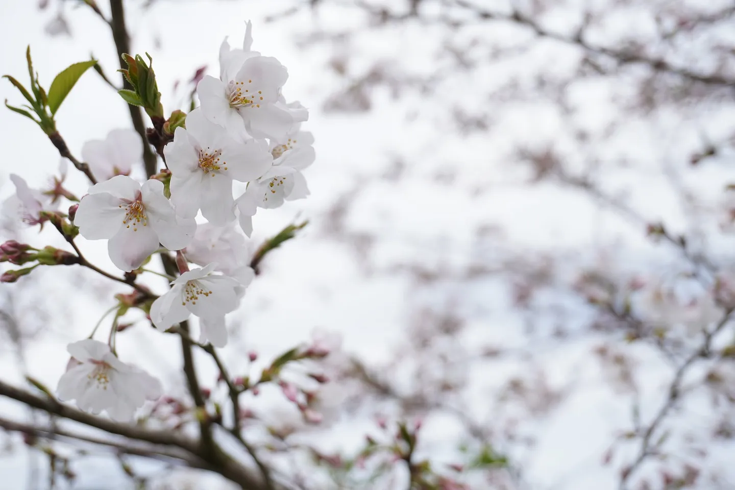 お店から見える桜が咲いてきました♪