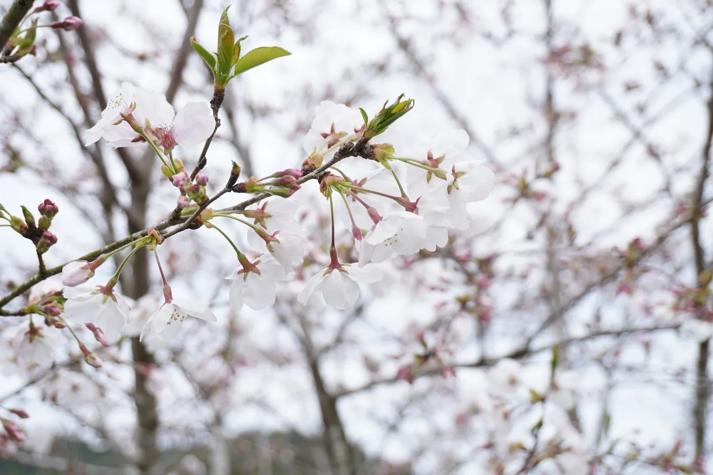 お店から見える桜が咲いてきました♪