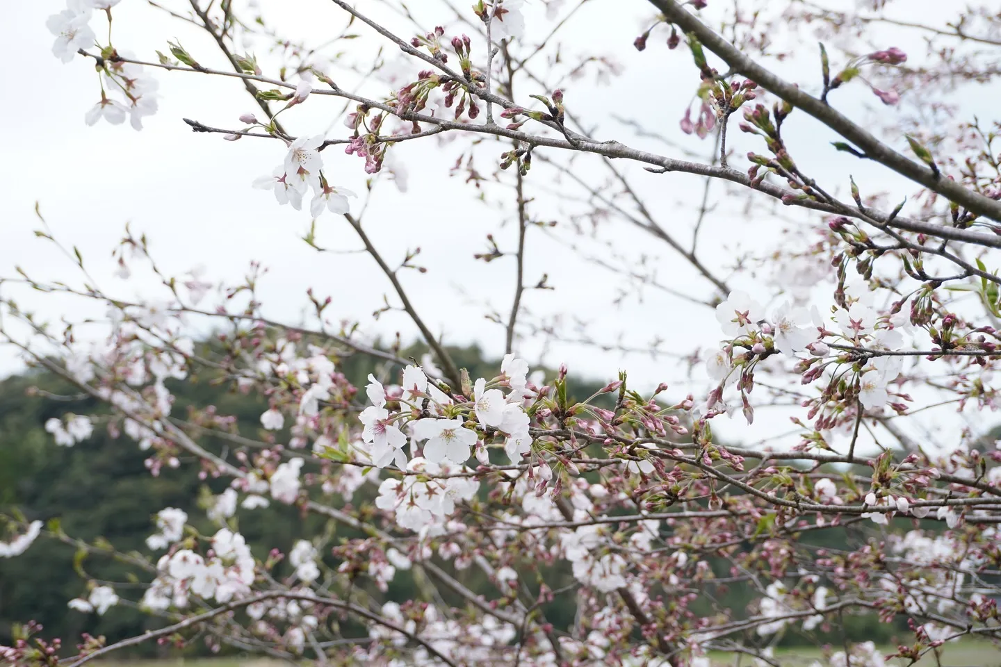 お店から見える桜が咲いてきました♪