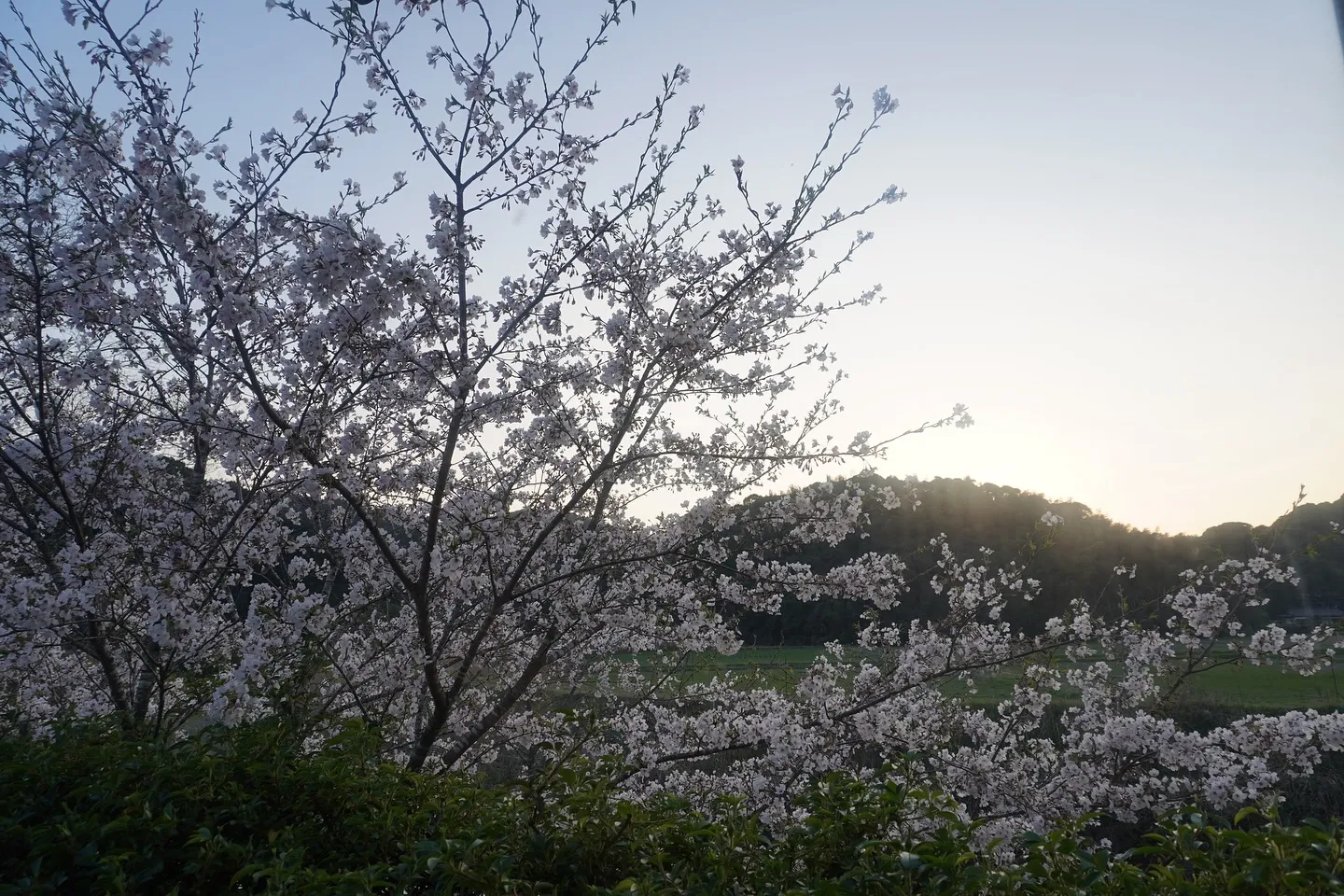 桜の季節限定！