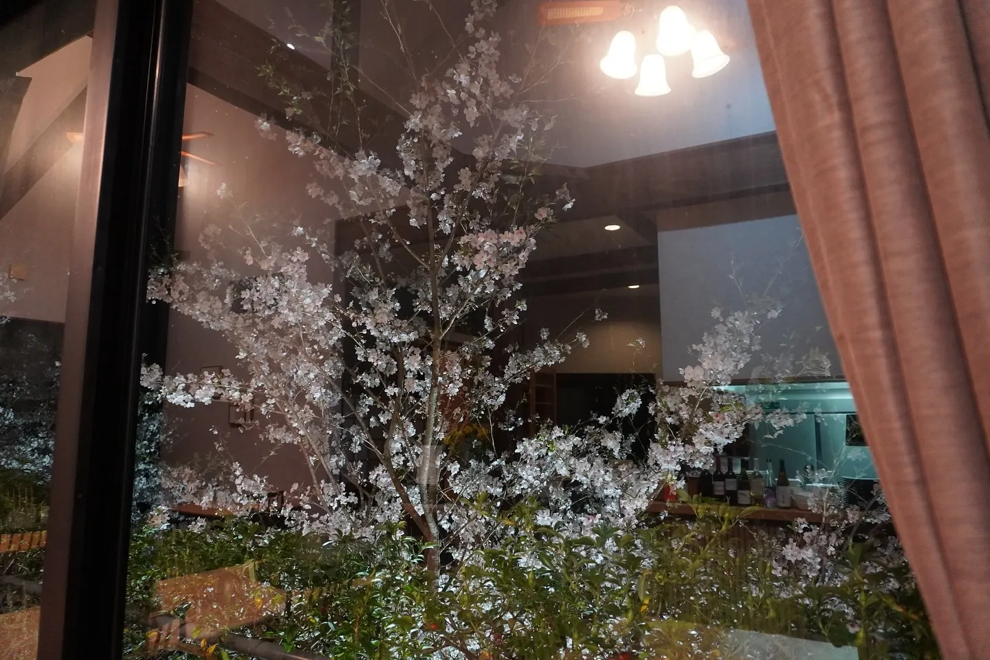桜の季節限定！