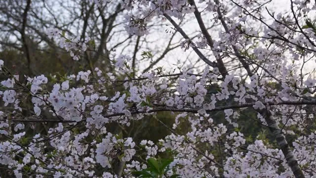 桜が綺麗になってきました♪